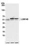 LSM Family Member 14B antibody, A305-851A-M, Bethyl Labs, Western Blot image 