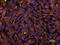 Selectin P antibody, BBA1, R&D Systems, Immunocytochemistry image 