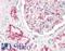 CASK antibody, LS-B8838, Lifespan Biosciences, Immunohistochemistry paraffin image 