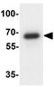 2'-5'-Oligoadenylate Synthetase Like antibody, GTX31572, GeneTex, Western Blot image 