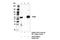 Cyclin Dependent Kinase 8 antibody, 17395S, Cell Signaling Technology, Immunoprecipitation image 
