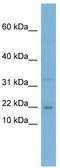 CCAAT Enhancer Binding Protein Gamma antibody, TA339062, Origene, Western Blot image 