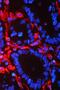 Vimentin antibody, MA1102, Boster Biological Technology, Immunofluorescence image 