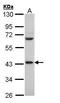 CTBP antibody, TA308000, Origene, Western Blot image 