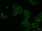 LAS1 Like, Ribosome Biogenesis Factor antibody, 16010-1-AP, Proteintech Group, Immunofluorescence image 