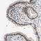 E1A Binding Protein P400 antibody, HPA016704, Atlas Antibodies, Immunohistochemistry frozen image 