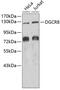 Microprocessor complex subunit DGCR8 antibody, 19-978, ProSci, Western Blot image 