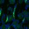 Mitogen-Activated Protein Kinase Kinase Kinase 14 antibody, orb11130, Biorbyt, Immunofluorescence image 