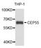 Centrosomal Protein 55 antibody, STJ110528, St John