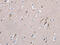 OP18 antibody, CSB-PA262218, Cusabio, Immunohistochemistry paraffin image 