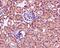 Fas Associated Via Death Domain antibody, ab124812, Abcam, Immunohistochemistry paraffin image 