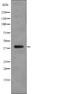 C5a anaphylatoxin chemotactic receptor antibody, abx148757, Abbexa, Western Blot image 