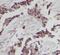 Aspartate aminotransferase, cytoplasmic antibody, FNab09876, FineTest, Immunohistochemistry paraffin image 