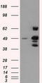 26S protease regulatory subunit 6A antibody, TA500922, Origene, Western Blot image 