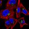 Golgin A1 antibody, HPA050555, Atlas Antibodies, Immunofluorescence image 