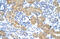 mRNA export factor antibody, ARP40301_P050, Aviva Systems Biology, Immunohistochemistry paraffin image 