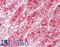 NK2 Homeobox 6 antibody, LS-B8803, Lifespan Biosciences, Immunohistochemistry frozen image 