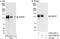 Disabled homolog 2-interacting protein antibody, A302-439A, Bethyl Labs, Immunoprecipitation image 