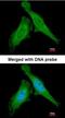 Damage Specific DNA Binding Protein 1 antibody, orb74052, Biorbyt, Immunofluorescence image 