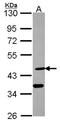 Desert hedgehog protein antibody, orb73848, Biorbyt, Western Blot image 