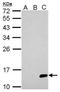 Japanese Encephalitis Virus NS2B  antibody, NBP2-42892, Novus Biologicals, Western Blot image 