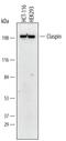 Claspin antibody, MAB3310, R&D Systems, Western Blot image 