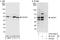 G Kinase Anchoring Protein 1 antibody, A303-400A, Bethyl Labs, Immunoprecipitation image 