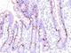 MCM antibody, NBP2-44428, Novus Biologicals, Immunohistochemistry frozen image 