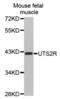 Urotensin 2 Receptor antibody, abx002154, Abbexa, Western Blot image 