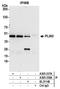 PP17 antibody, A305-338A, Bethyl Labs, Immunoprecipitation image 
