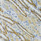 Component Of Oligomeric Golgi Complex 2 antibody, 22-084, ProSci, Immunohistochemistry paraffin image 