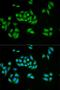 UPF1 RNA Helicase And ATPase antibody, orb136241, Biorbyt, Immunofluorescence image 
