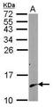 Calmodulin antibody, PA5-27515, Invitrogen Antibodies, Western Blot image 