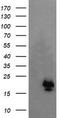 NFKB Inhibitor Interacting Ras Like 1 antibody, TA505394S, Origene, Western Blot image 