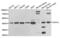 OXA1L Mitochondrial Inner Membrane Protein antibody, abx004815, Abbexa, Western Blot image 