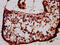 BarH Like Homeobox 1 antibody, CSB-PA880147LA01HU, Cusabio, Immunohistochemistry frozen image 
