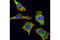 Y-Box Binding Protein 1 antibody, 4202S, Cell Signaling Technology, Immunofluorescence image 