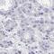 Maestro Heat Like Repeat Family Member 2B antibody, HPA059457, Atlas Antibodies, Immunohistochemistry frozen image 