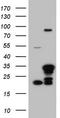 MAC2 antibody, CF804694, Origene, Western Blot image 