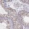 FYVE, RhoGEF And PH Domain Containing 1 antibody, PA5-51482, Invitrogen Antibodies, Immunohistochemistry frozen image 
