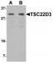 TSC22 Domain Family Member 3 antibody, TA319636, Origene, Western Blot image 