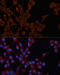 Insulin Like Growth Factor 2 Receptor antibody, 14-750, ProSci, Immunofluorescence image 