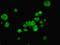 CTF antibody, LS-C396847, Lifespan Biosciences, Immunofluorescence image 