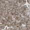 Mitochondrial Rho GTPase 1 antibody, HPA010687, Atlas Antibodies, Immunohistochemistry paraffin image 
