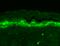 SH3 and multiple ankyrin repeat domains protein 1 antibody, SMC-329D-PCP, StressMarq, Immunohistochemistry frozen image 