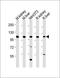 SAYSVFN Motif Domain Containing 1 antibody, orb2830, Biorbyt, Western Blot image 