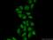 MAK16 Homolog antibody, 17505-1-AP, Proteintech Group, Immunofluorescence image 