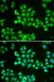 Nuclear VCP Like antibody, orb373181, Biorbyt, Immunofluorescence image 