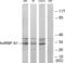 Heterogeneous Nuclear Ribonucleoprotein A1 antibody, LS-B6588, Lifespan Biosciences, Western Blot image 