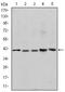 Survival Of Motor Neuron 2, Centromeric antibody, AM06635SU-N, Origene, Western Blot image 
